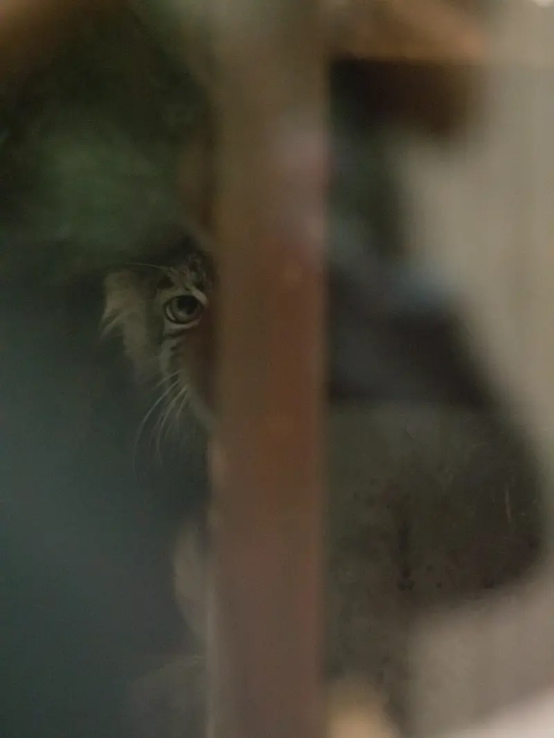 A photograph of Shafran in Ueno Zoological Gardens
