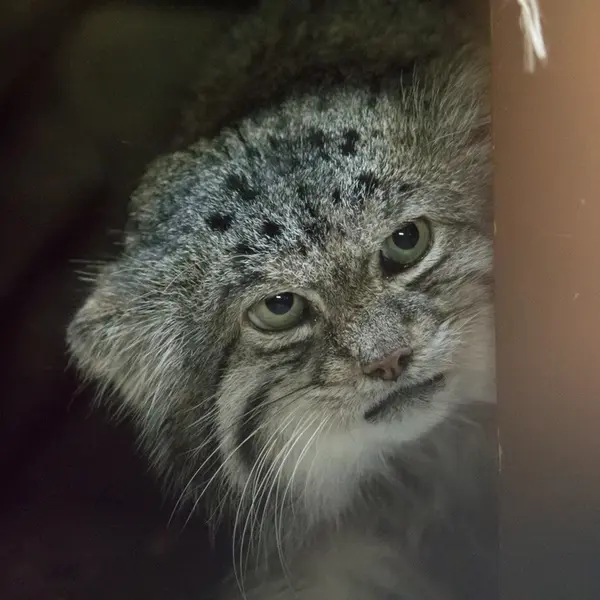 A photograph of Klyon in Ueno Zoological Gardens