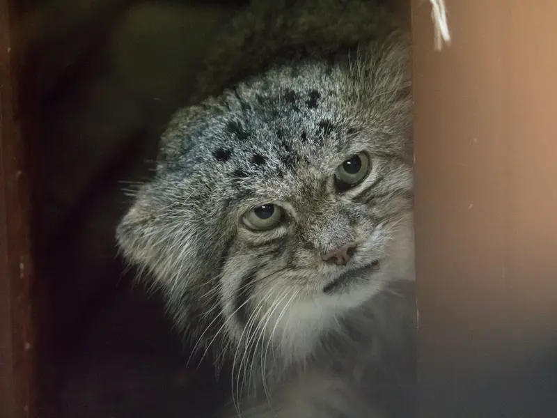 A photograph of Klyon in Ueno Zoological Gardens