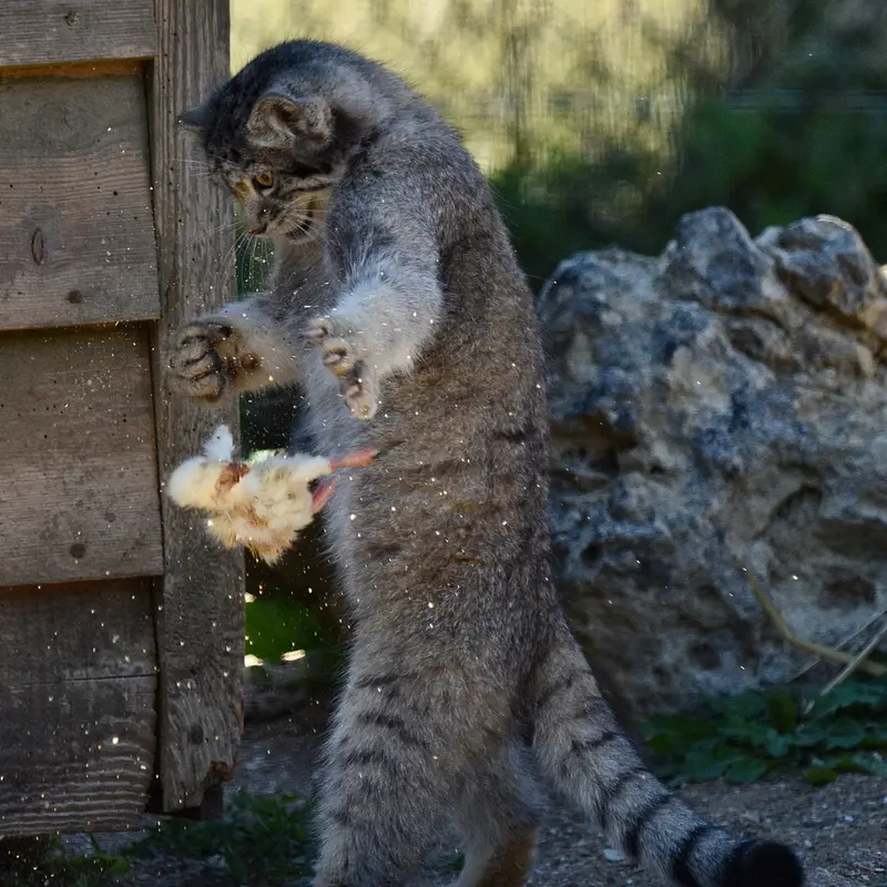 A photograph of Kitten of Namuu b. 2025 Ⅴ in Port Lympne Wild Animal Park