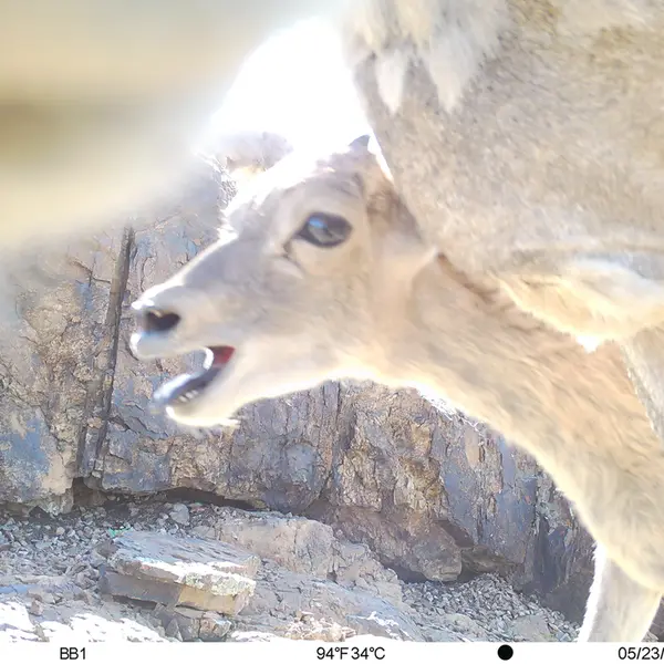 A photograph of Argali from Aktas-Kunkora camera trap