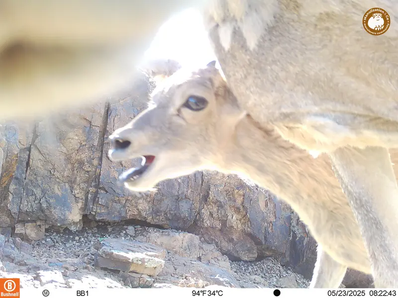 A photograph of Argali from Aktas-Kunkora camera trap