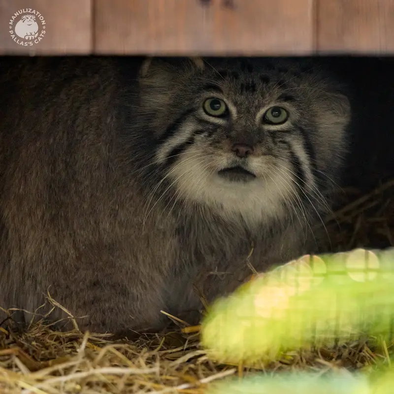 A photograph of Genghis in Kraków Zoo