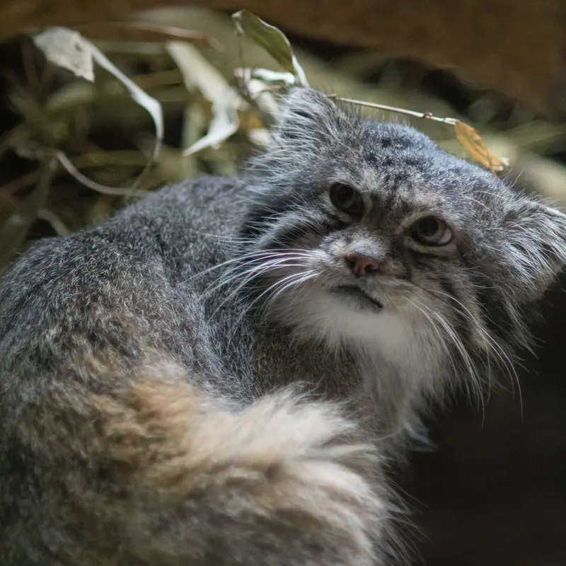 A photograph of Klyon in Ueno Zoological Gardens