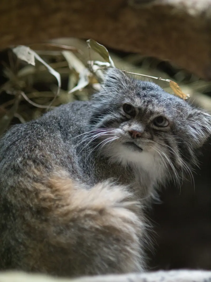 A photograph of Klyon in Ueno Zoological Gardens