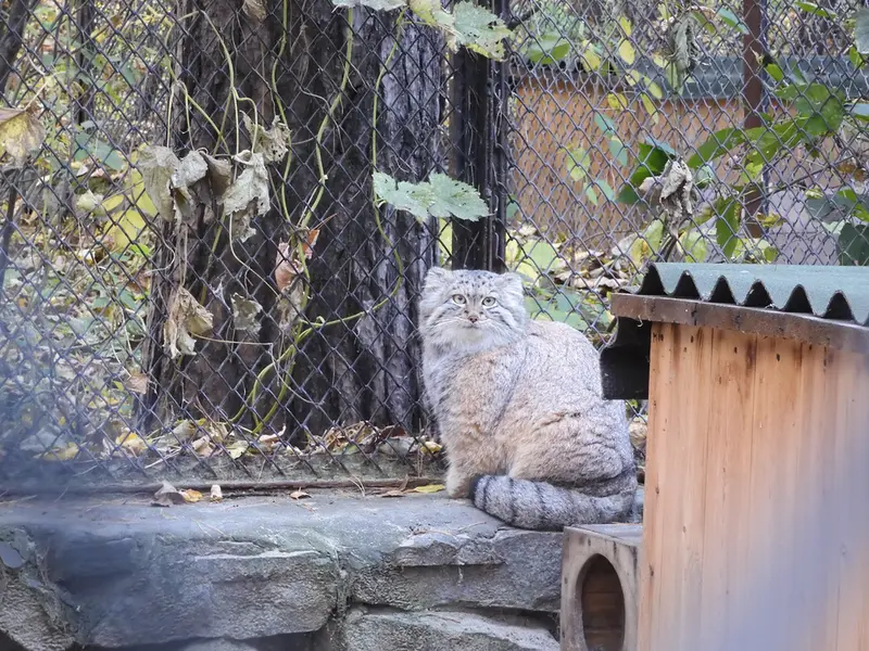A photograph of Snezhana in Novosibirsk Zoo