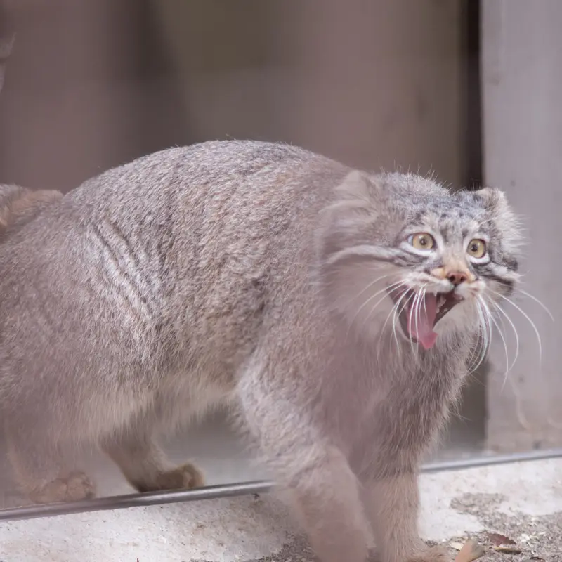 A photograph of Figa in Nogeyama Zoo