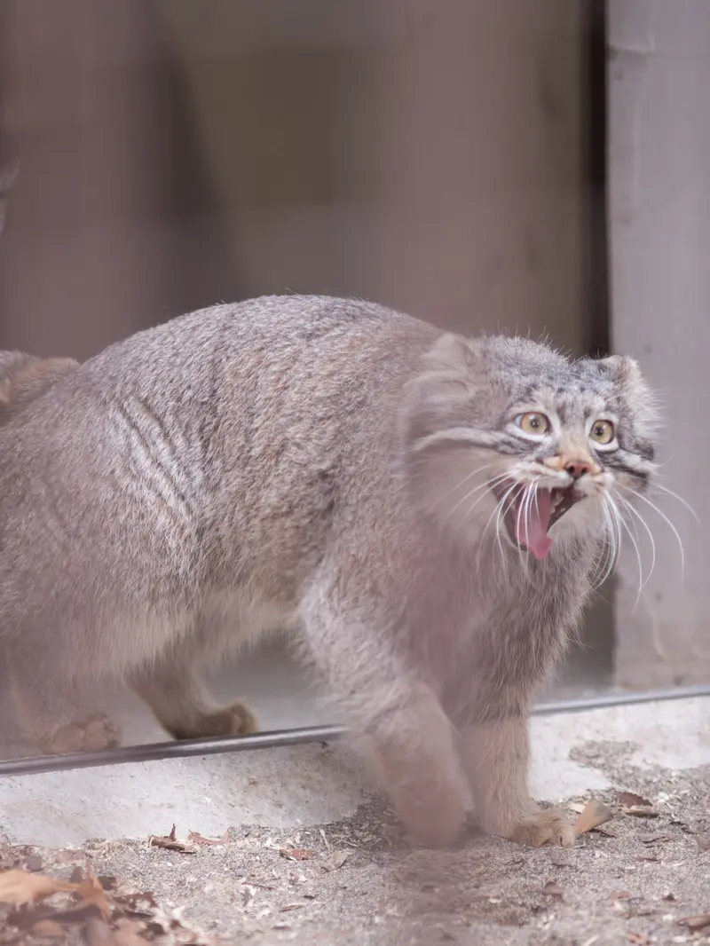 A photograph of Figa in Nogeyama Zoo