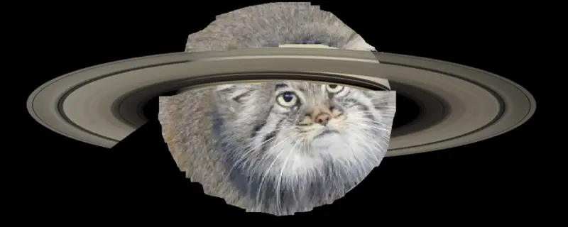 A photograph of a Pallas's cat