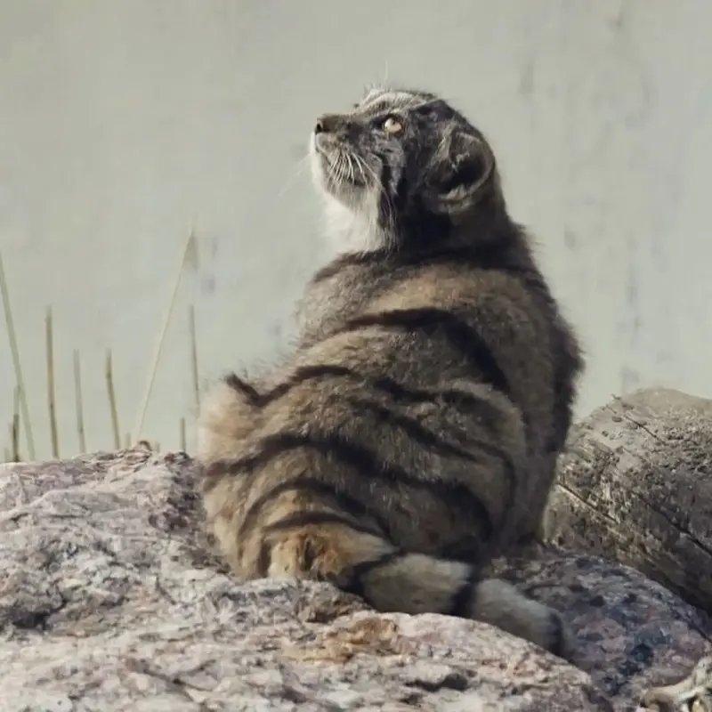 A photograph of Saimi in Korkeasaari Zoo