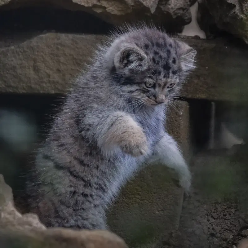 A photograph of a Pallas's cat in Port Lympne Wild Animal Park