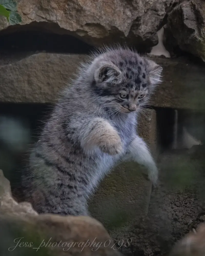 A photograph of a Pallas's cat in Port Lympne Wild Animal Park