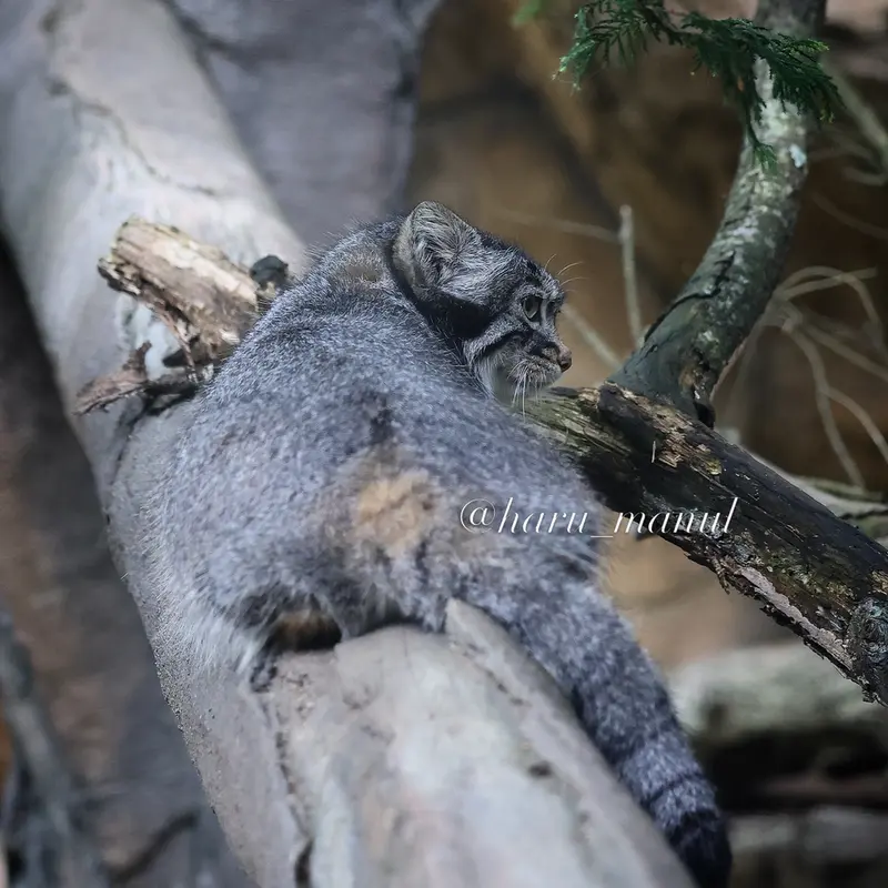 A photograph of Abrikos in Nasu Animal Kingdom