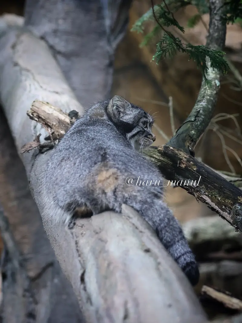 A photograph of Abrikos in Nasu Animal Kingdom