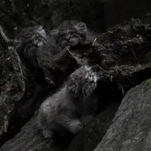 A photograph of Aiolos in Tallinn Zoo