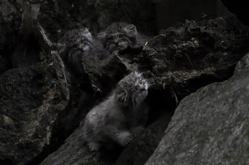 A photograph of Aiolos in Tallinn Zoo