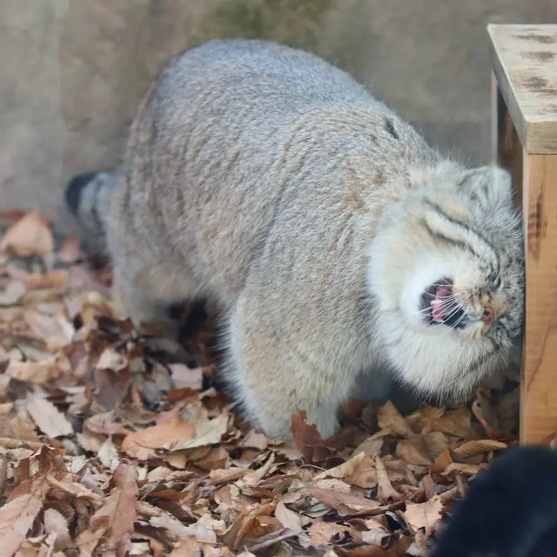 A photograph of a Pallas's cat