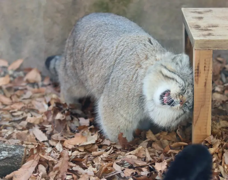 A photograph of a Pallas's cat