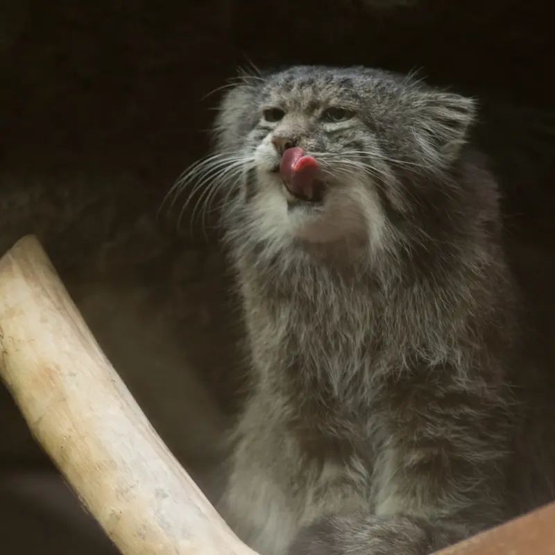 A photograph of Klyon in Ueno Zoological Gardens