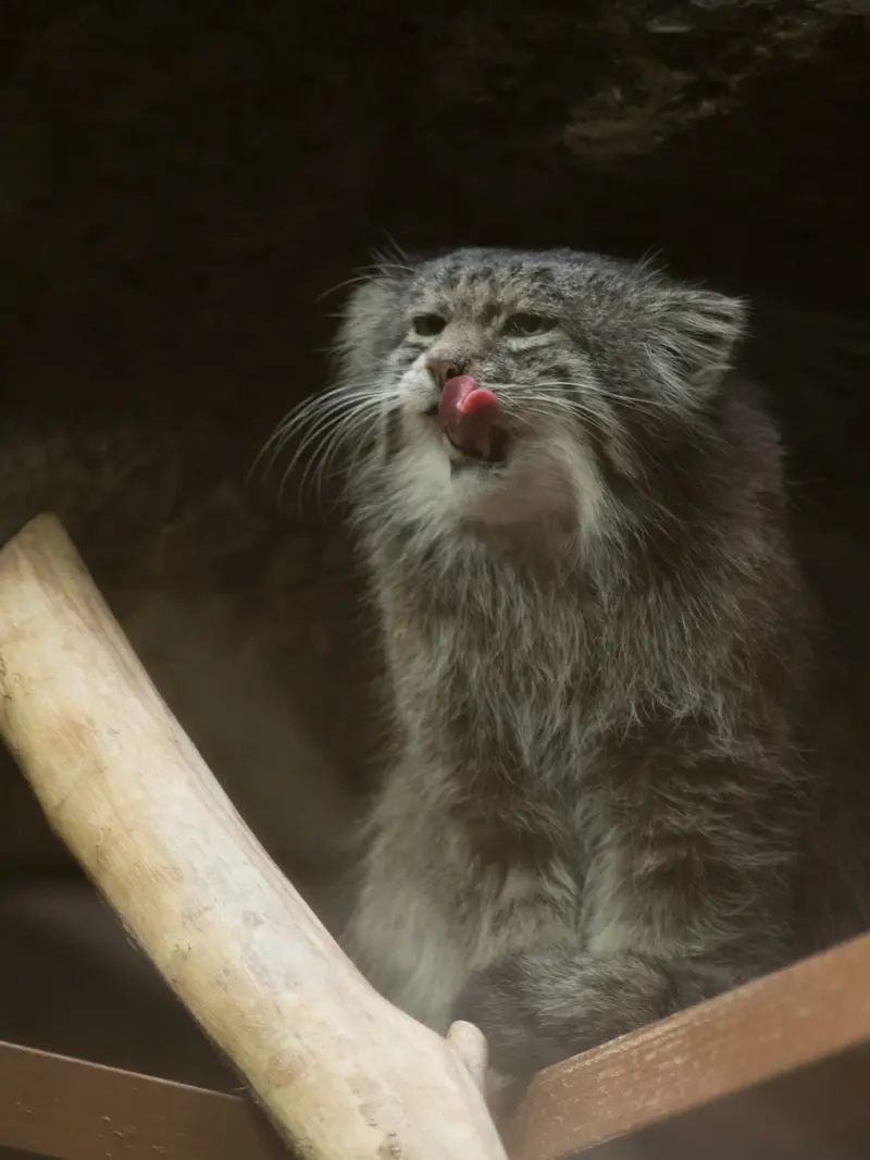 A photograph of Klyon in Ueno Zoological Gardens