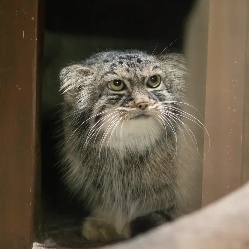 A photograph of Shafran in Ueno Zoological Gardens