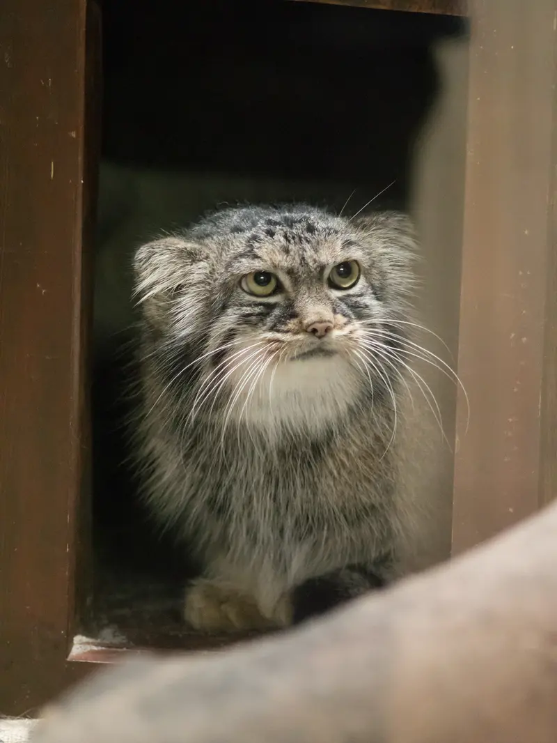 A photograph of Shafran in Ueno Zoological Gardens