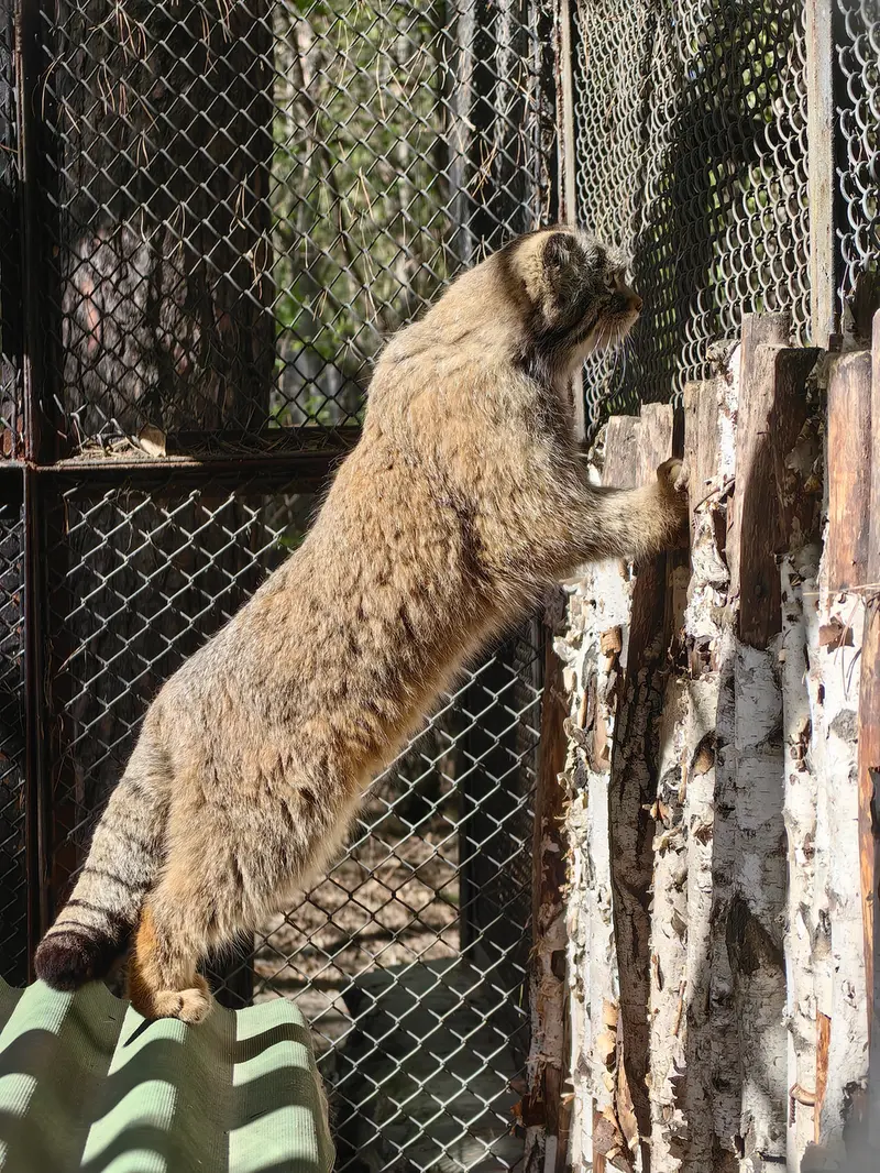 A photograph of a Pallas's cat