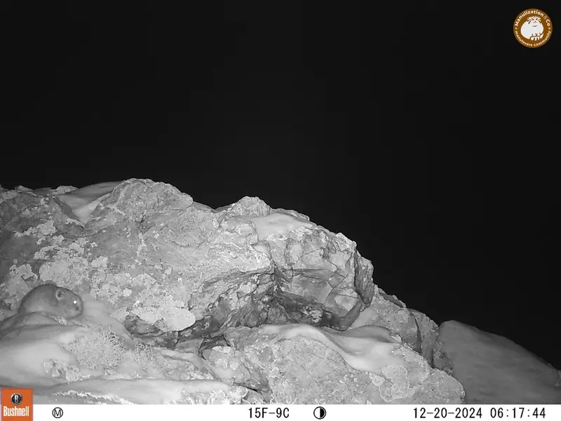 A photograph of Pika from Besshoky 1 camera trap
