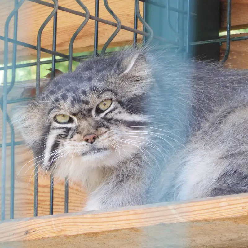 A photograph of a Pallas's cat