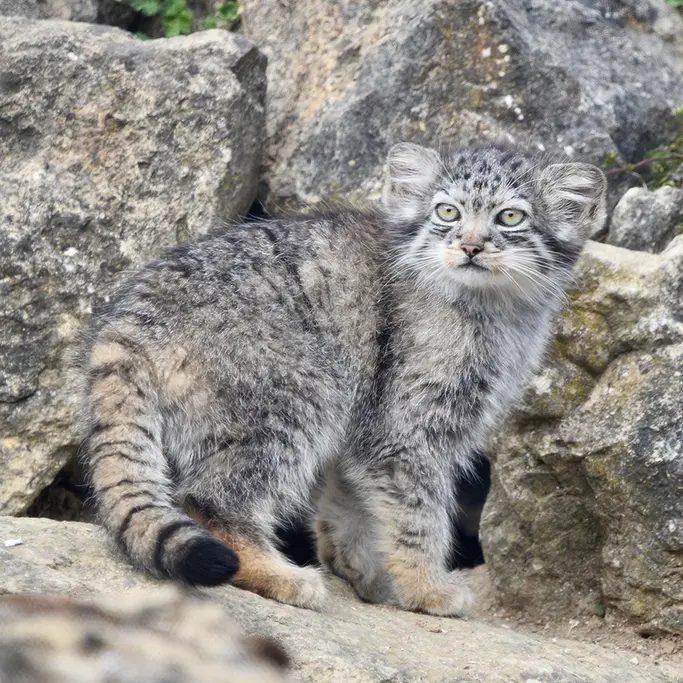 A photograph of a Pallas's cat in Port Lympne Wild Animal Park