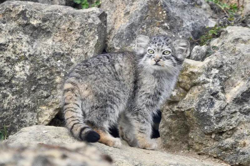A photograph of a Pallas's cat in Port Lympne Wild Animal Park