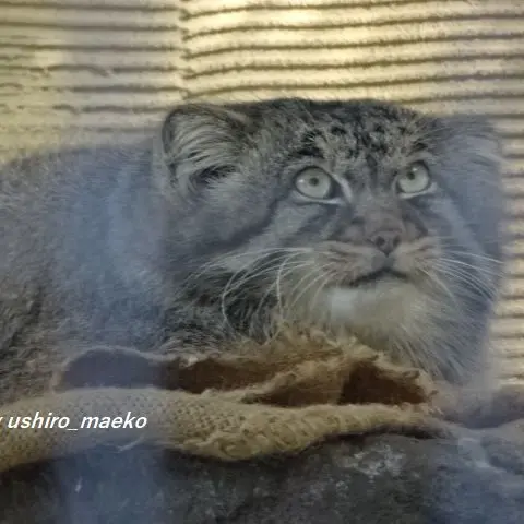 A photograph of Hide in Asahiyama Zoo