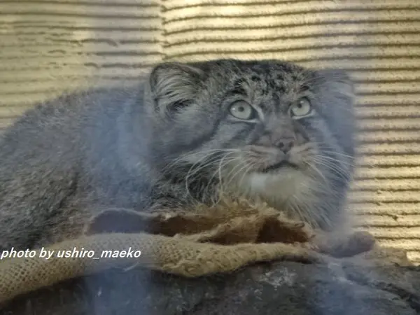 A photograph of Hide in Asahiyama Zoo
