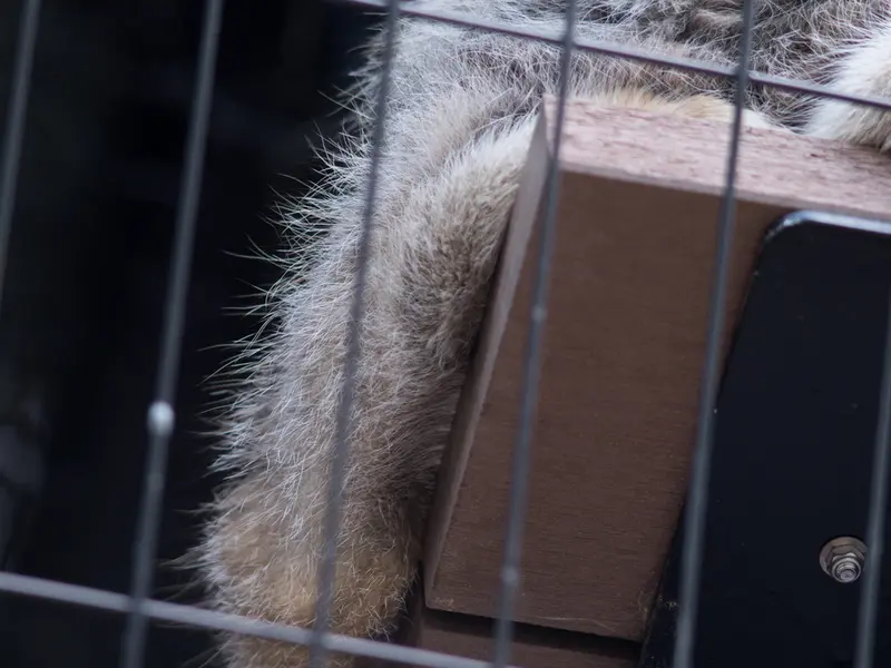 A photograph of Grusha in Asahiyama Zoo