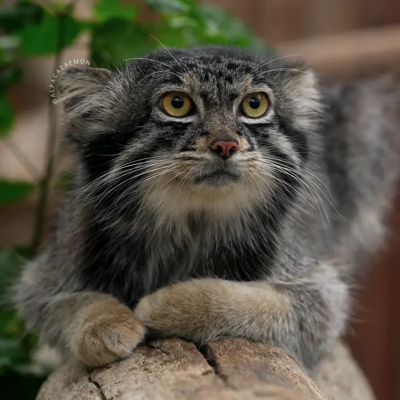 A photograph of Nar in Kobe Animal Kingdom