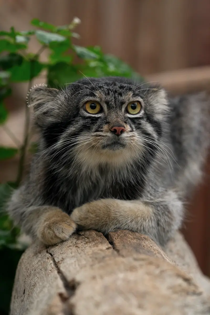 A photograph of Nar in Kobe Animal Kingdom