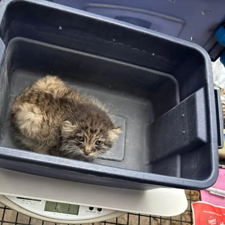 A photograph of a Pallas's cat in Niabi Zoo