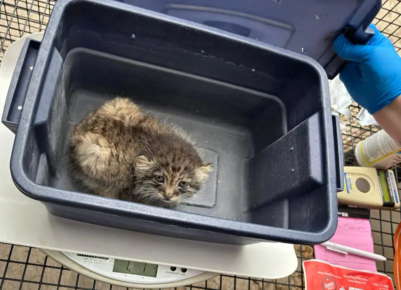 A photograph of a Pallas's cat in Niabi Zoo