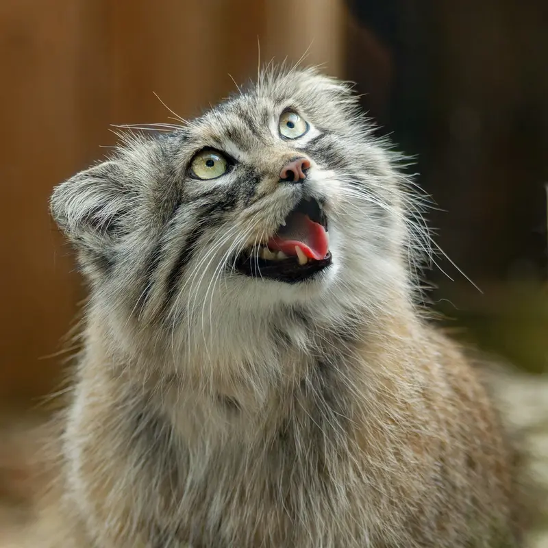 A photograph of Oliva in Saitama Children's Zoo