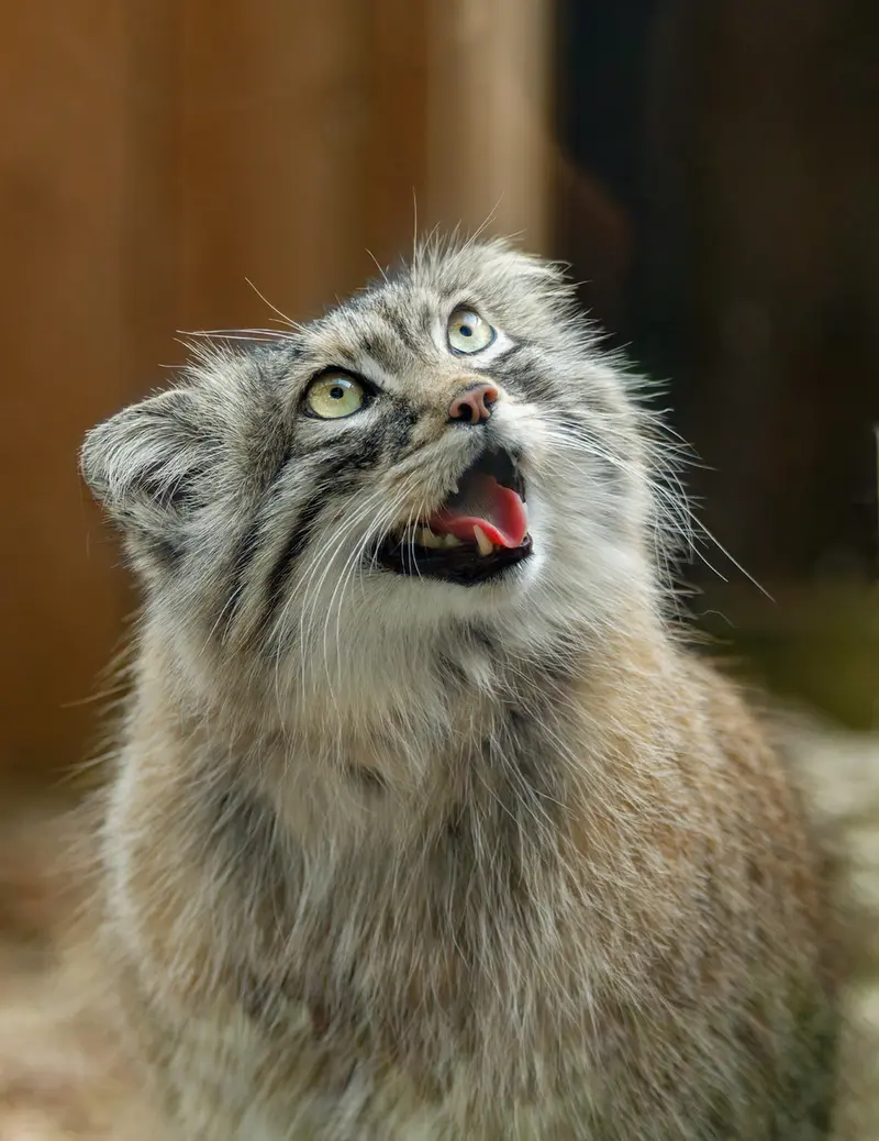 A photograph of Oliva in Saitama Children's Zoo
