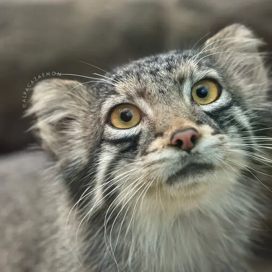 A photograph of Oto in Kobe Animal Kingdom