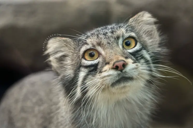 A photograph of Oto in Kobe Animal Kingdom