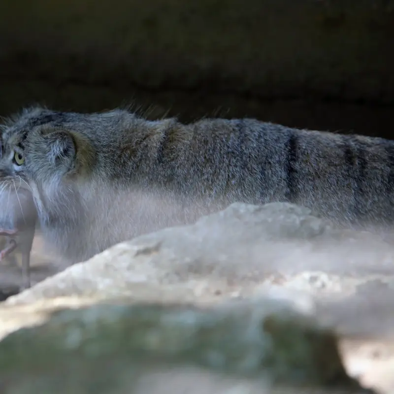 A photograph of Aysen in Košice Zoo