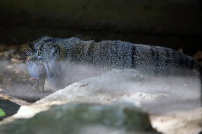 A photograph of Aysen in Košice Zoo