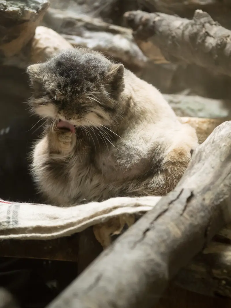 A photograph of Primula in Ueno Zoological Gardens