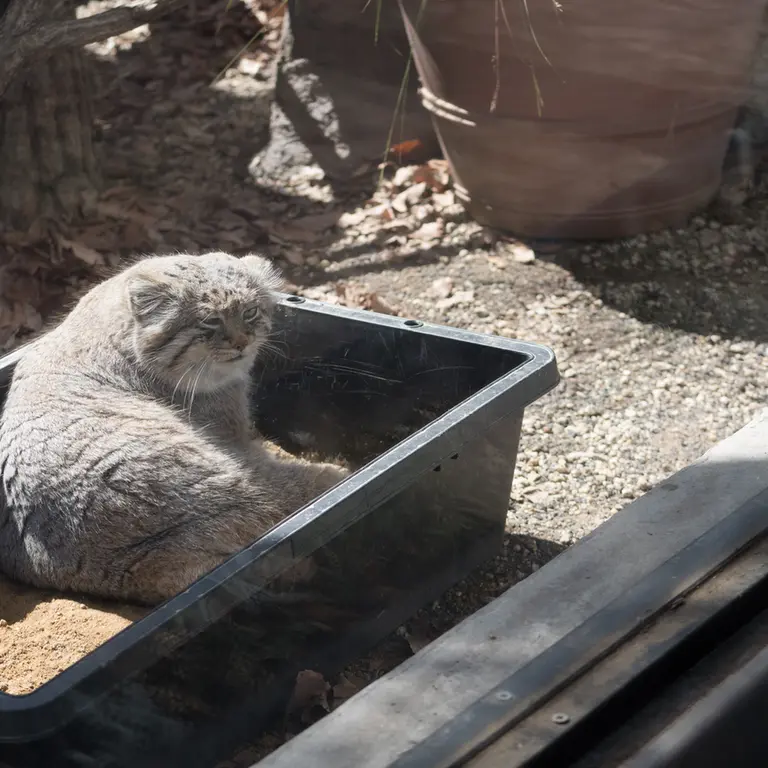A photograph of Lotos in Saitama Children's Zoo