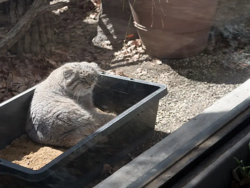 A photograph of Lotos in Saitama Children's Zoo