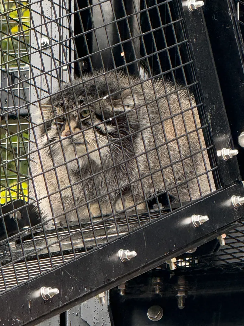 A photograph of Grusha in Asahiyama Zoo