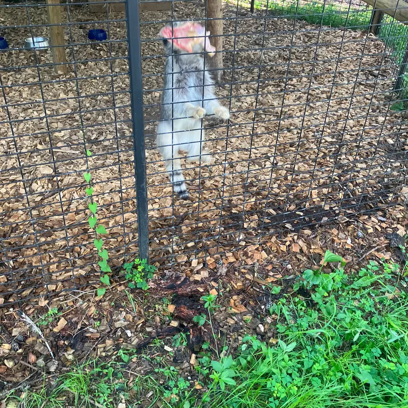 A photograph of a Pallas&#039;s cat in Safari North Wildlife Park