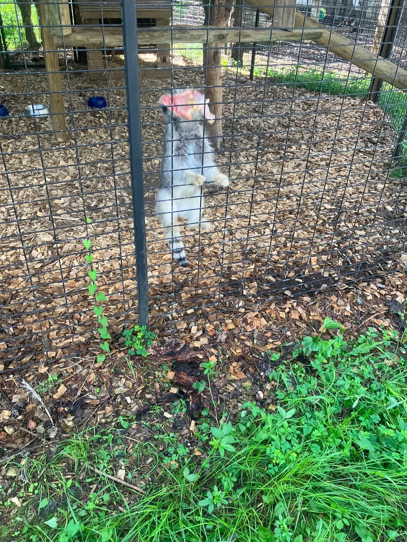 A photograph of a Pallas&#039;s cat in Safari North Wildlife Park